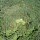 DJI_0794